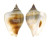 STROMBIDAE LAEVISTROMBUS TAENIATUS shell