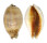 CYPRAEIDAE LYNCINA LYNX LYNX shell