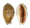 CYPRAEIDAE LYNCINA LYNX LYNX shell
