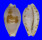 CYPRAEIDAE PALMADUSTA CONTAMINATA shell