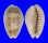 CYPRAEIDAE ERRONEA CAURICA QUINQUEFASCIATA NABEQENSIS shell