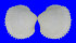 CARDIIDAE TRIFARICARDIUM NOMURAI shell