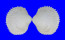 CARDIIDAE TRIFARICARDIUM NOMURAI shell