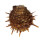 SPONDYLIDAE SPONDYLUS OCELLATUS shell