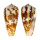 CONIDAE CONUS  METCALFII shell