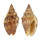 VOLUTIDAE ENAETA CUMINGII shell