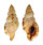 RANELLIDAE CYMATIUM PILEARE shell