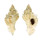MURICIDAE CHICOREUS DILECTUS shell