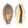 CYPRAEIDAE LYNCINA LYNX VANELLI shell