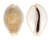 CYPRAEIDAE EROSARIA MILIARIS BONFANTINII shell