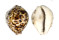 CYPRAEIDAE CYPRAEA TIGRIS shell