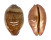 CYPRAEIDAE LEPOCYPRAEA MAPPA shell