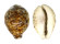CYPRAEIDAE CYPRAEA TIGRIS shell