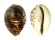 CYPRAEIDAE CYPRAEA TIGRIS shell