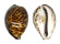 CYPRAEIDAE CYPRAEA TIGRIS shell
