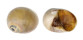NATICIDAE POLINICES DIDYMA shell