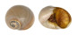 NATICIDAE POLINICES DIDYMA shell