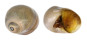 NATICIDAE POLINICES DIDYMA shell