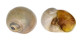 NATICIDAE POLINICES DIDYMA shell