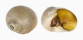 NATICIDAE POLINICES DIDYMA shell