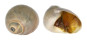 NATICIDAE POLINICES DIDYMA shell