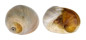 NATICIDAE POLINICES DIDYMA shell