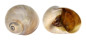 NATICIDAE POLINICES DIDYMA shell