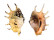 STROMBIDAE LAMBIS LAMBIS shell