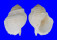 TONNIDAE TONNA ALLIUM shell