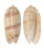 OLIVIDAE OLIVA IRISANS ORNATA shell
