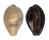 CYPRAEIDAE ERRONEA ONYX shell