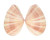 TELLINIDAE TELLINA VIRGATA shell