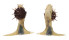 SPONDYLIDAE SPONDYLUS VARIEGATUS shell