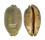 CYPRAEIDAE MAURITIA EGLANTINA shell