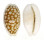 CYPRAEIDAE CYPRAEA CRIBRARIA shell