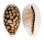 CYPRAEIDAE CYPRAEA CRIBRARIA shell