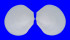 LIMIDAE CTENOIDES SUAVIS shell
