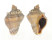 MELONGENIDAE VOLEMA MYRISTICA shell