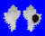 MURICIDAE CHICOREUS CICHOREUM shell