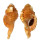 RANELLIDAE RANULARIA PYRUM shell