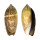 OLIVIDAE OLIVA OLIVA OLIVA shell