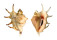 STROMBIDAE LAMBIS LAMBIS shell