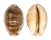 CYPRAEIDAE MAURITIA ARABICA GIBBA shell