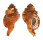 RANELLIDAE RANULARIA PYRUM shell