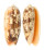 OLIVIDAE OLIVA MINIACEA SYLVIA shell