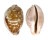 CYPRAEIDAE LEPOCYPRAEA MAPPA shell