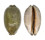 CYPRAEIDAE MAURITIA EGLANTINA shell