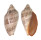 VOLUTIDAE CYMBIOLA NIVOSA shell