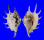 STROMBIDAE LAMBIS LAMBIS shell
