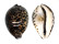 CYPRAEIDAE CYPRAEA TIGRIS shell